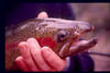 Rainbow Buck Closeup!